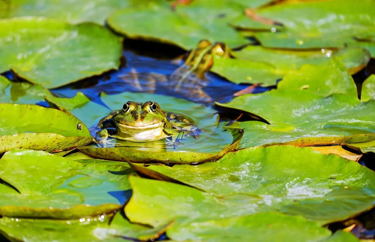 frog 3312038 1280