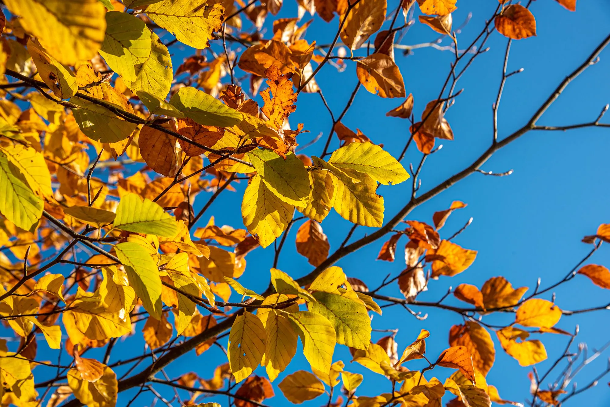 241018 foto bij artikel diny