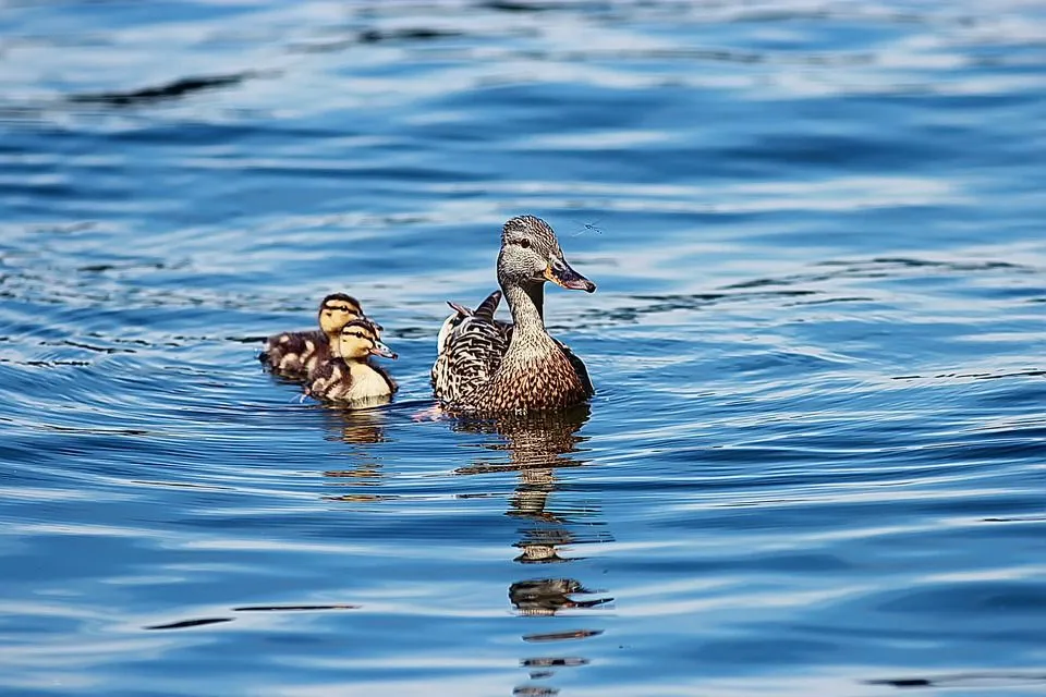 ducklings 453372 960 720