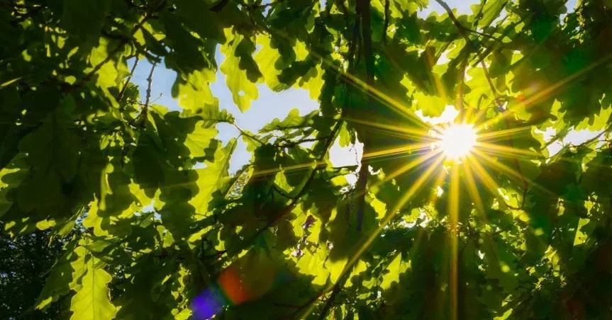 491950657 1091619596337390 1732981224294063030 n