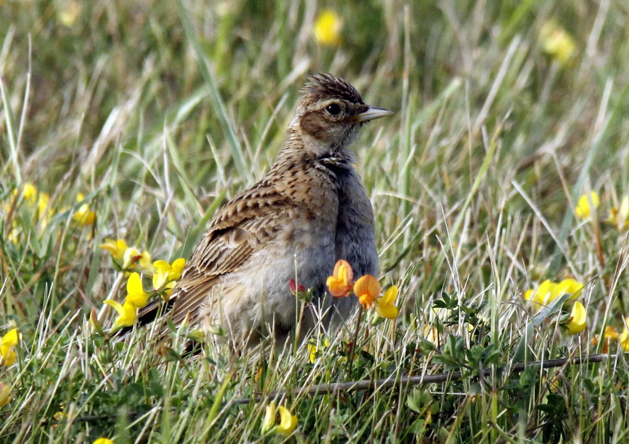 250612 verhaal weidevogelsjpg