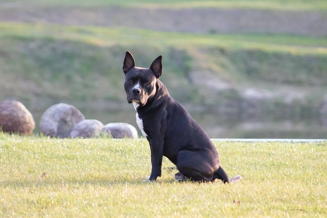 dog 5018314 1280