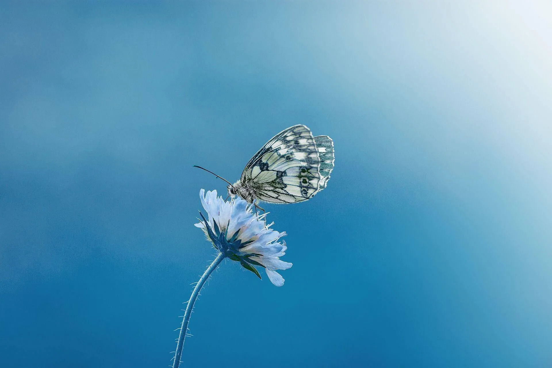 vlinder blauw