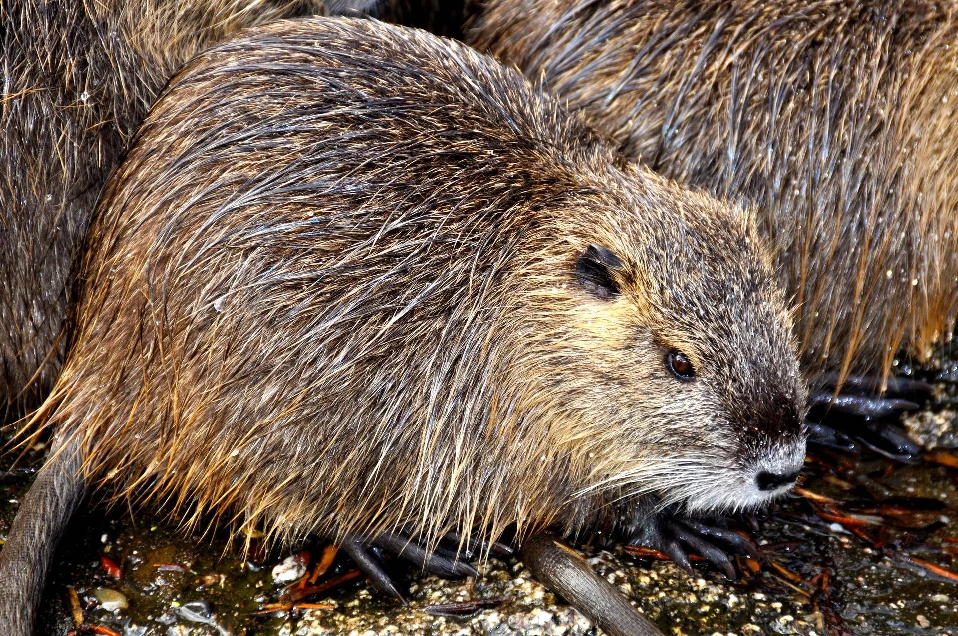 ronile-nutria-273577_1920