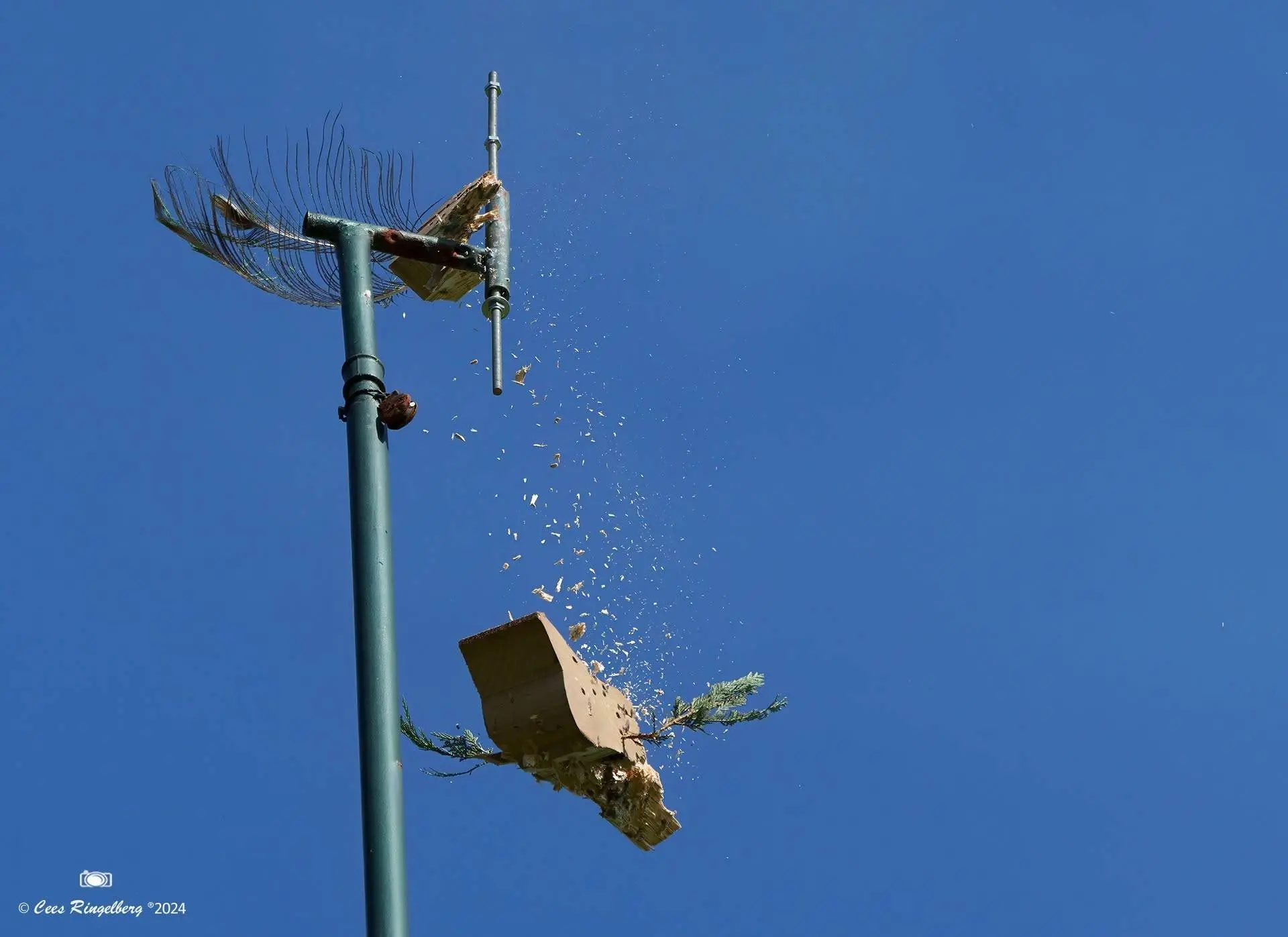 koningsvogel valt. Foto Cees Ringelberg