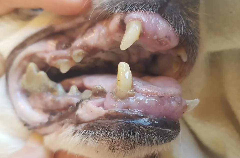 103618572 1768759713265187 6368931186461679634 n