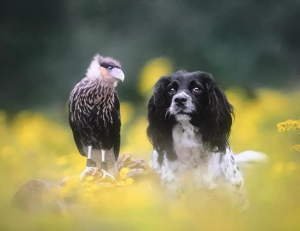 154091622 1967837583370123 6425562904319236722 n