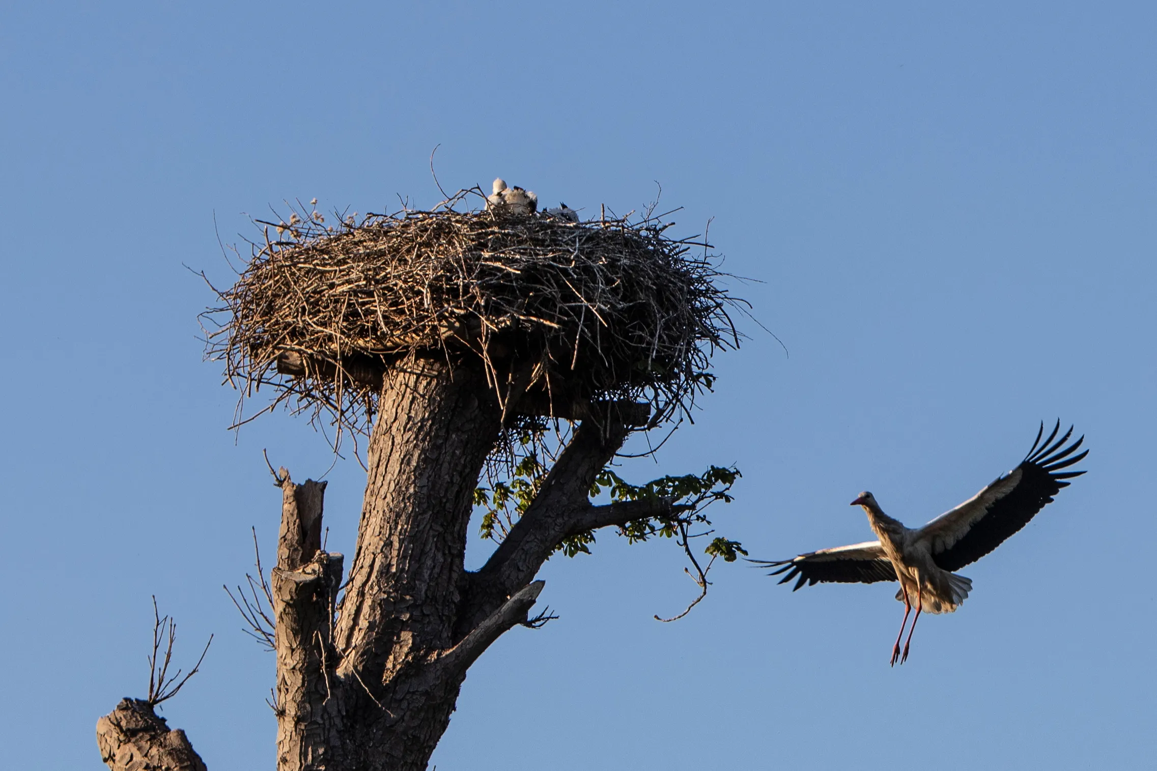 19052020 ooievaar hogevaart 036 lr
