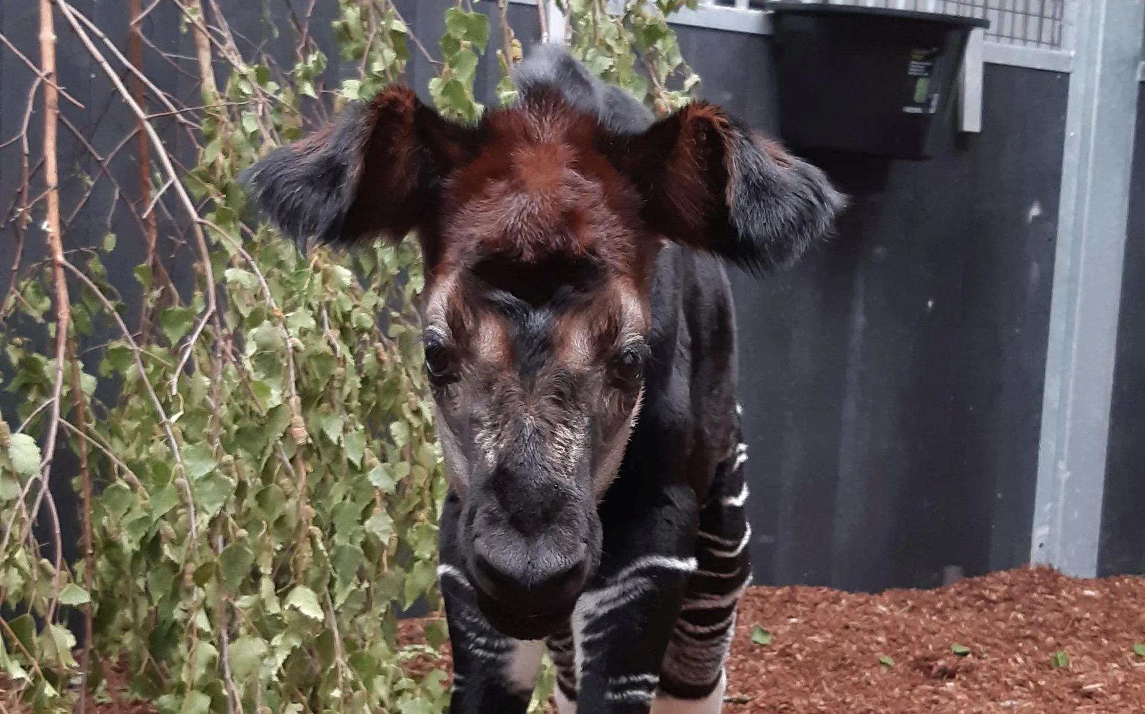 2154 801e0015a6eb5eeddfaa9f39ee1d967a1