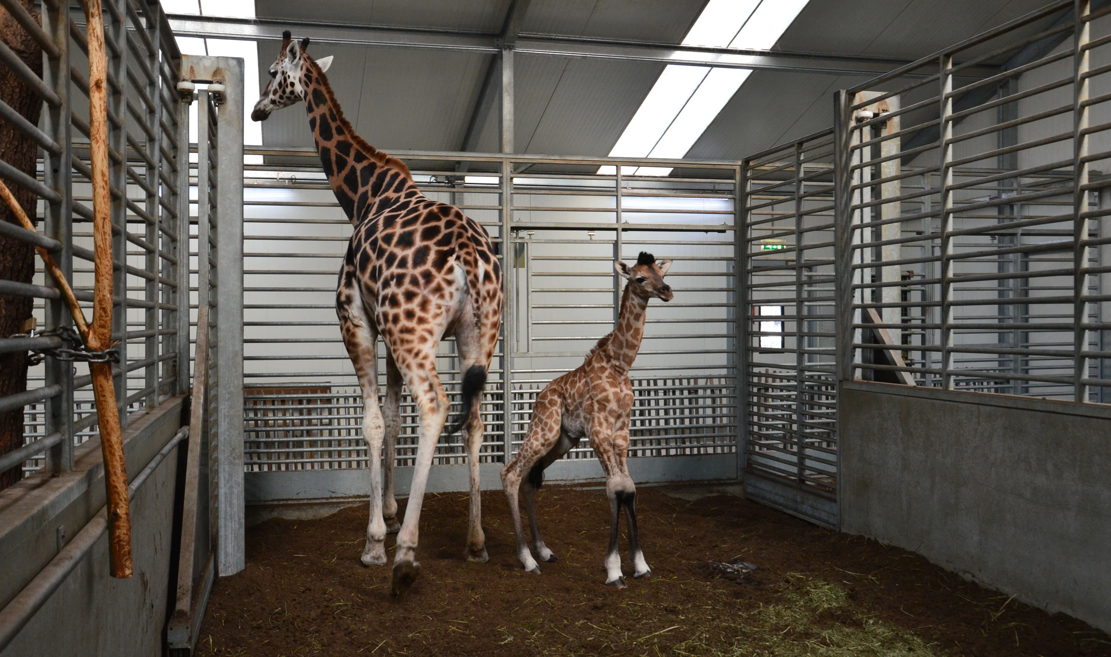 2154 c4e659987b88fa2293f8b97918161c12