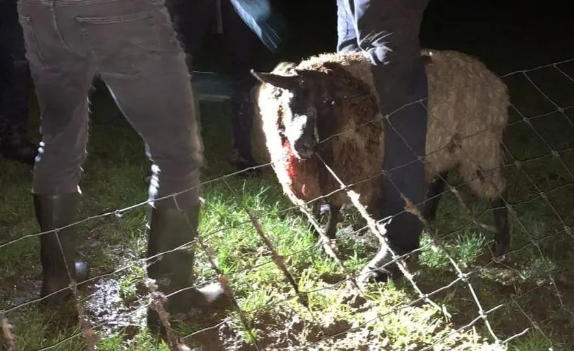 325129590 747968886313803 6552310216513717092 n