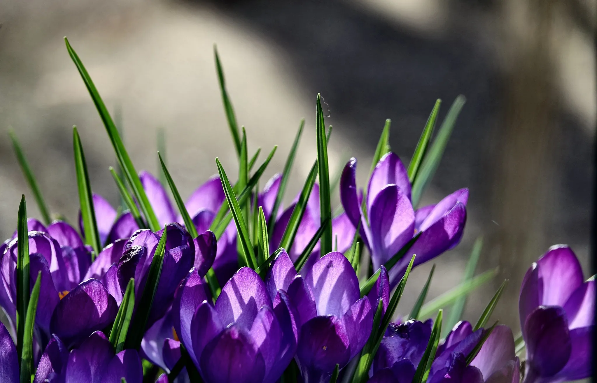 33077575150 94dc463e7b k