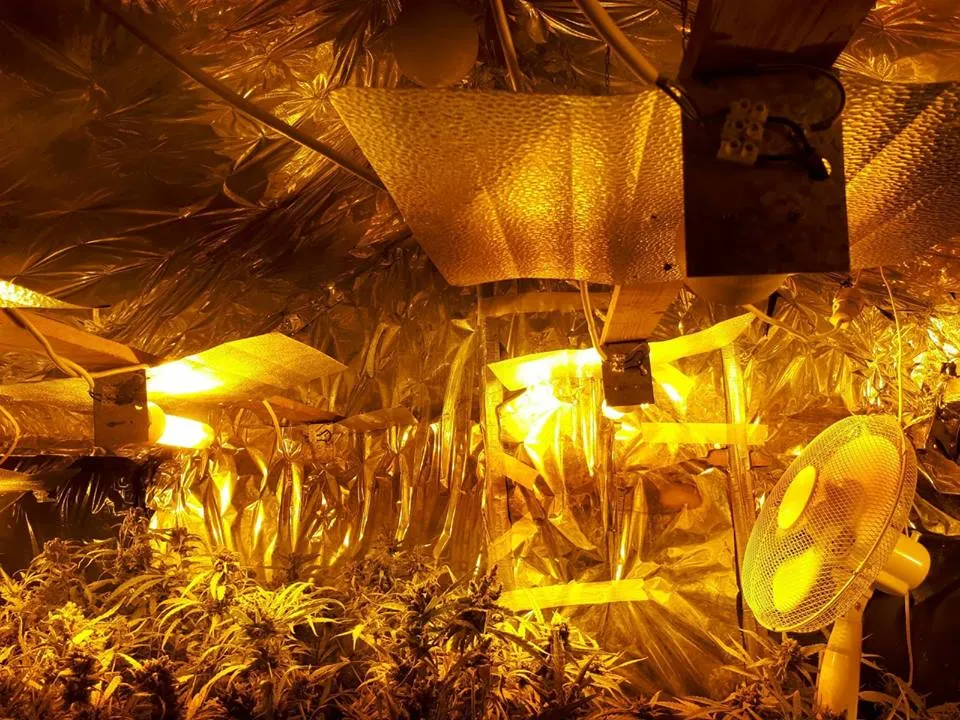 33990107 216862772249667 7440246016651034624 n