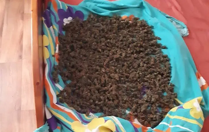 35747288 224912498111361 8451279273725001728 n