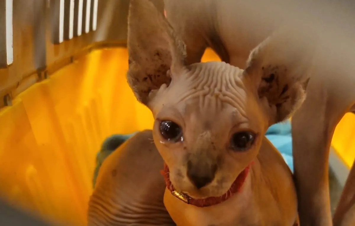 441148130 456682720059606 3690729434693475483 n