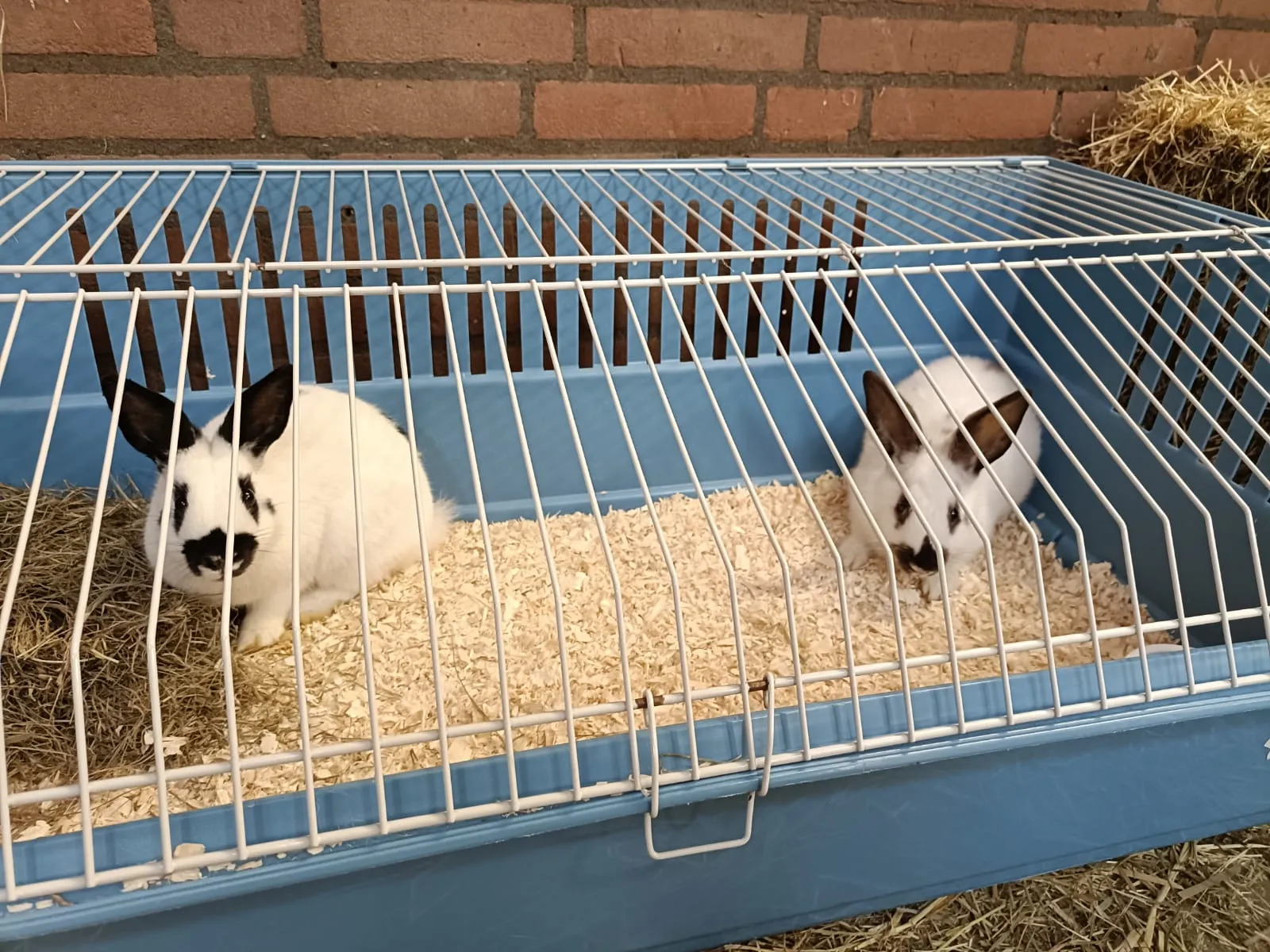 449447757 957079099552815 1790149204031865082 n