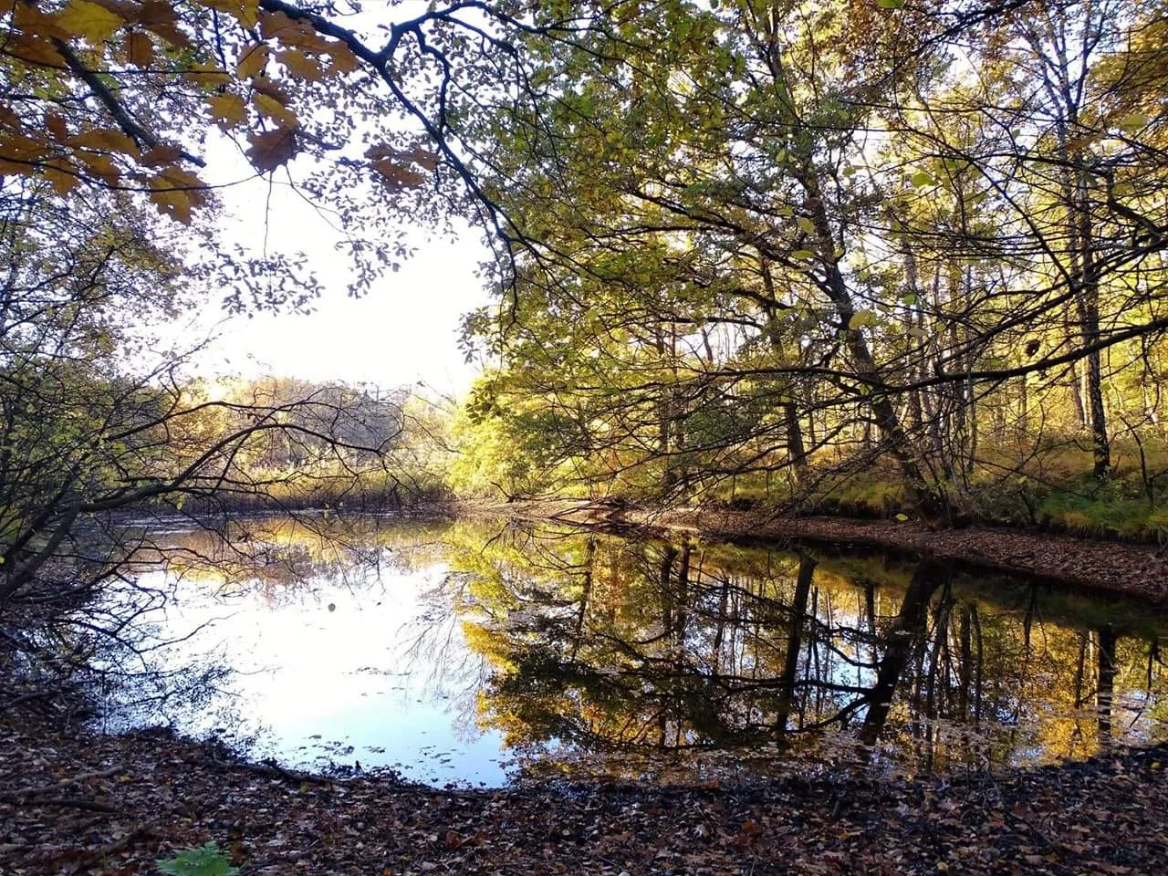 45739919 1868091923306688 5465344913497391104 o