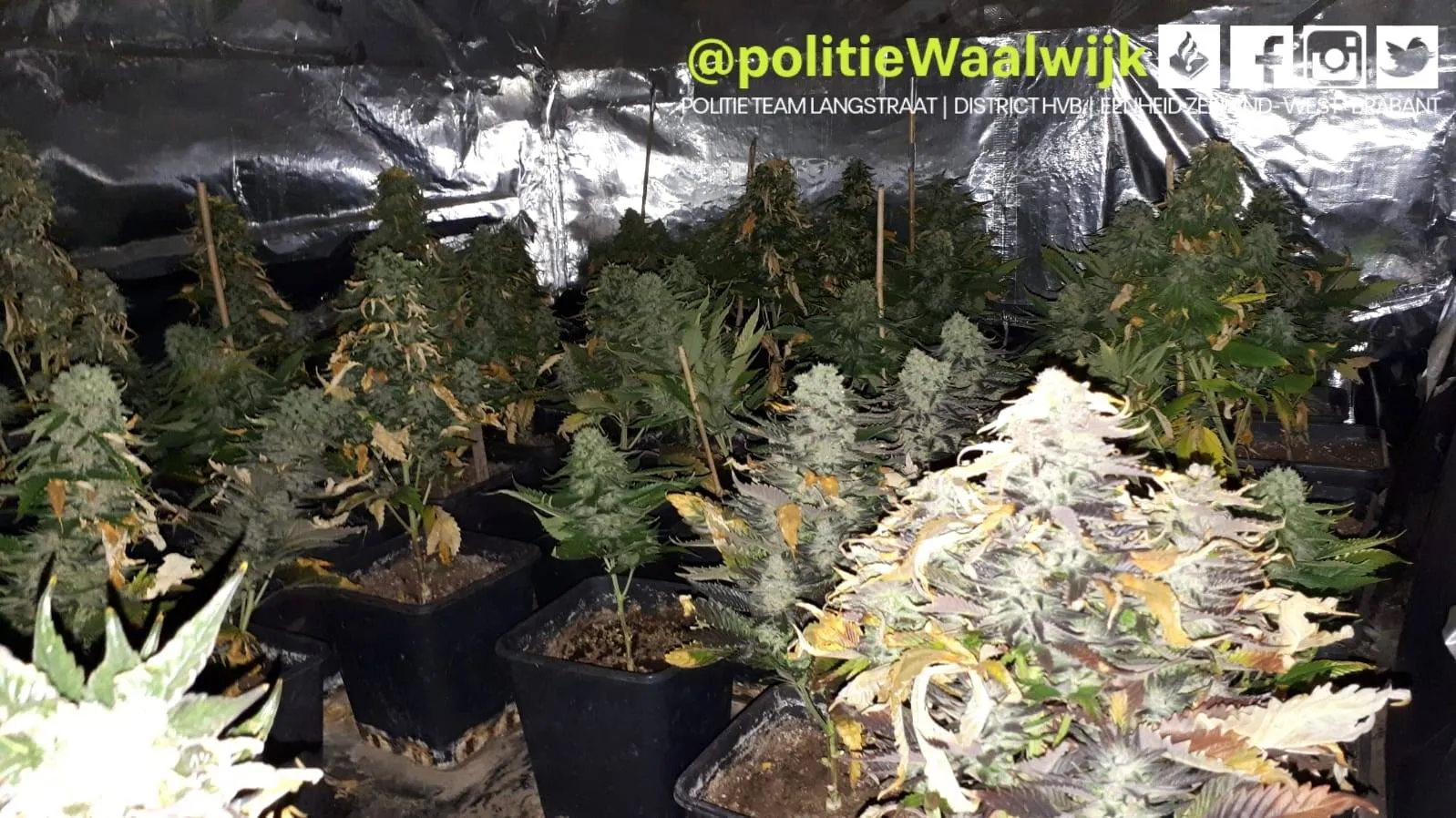 86737033 553619251907349 3946832150522757120 o