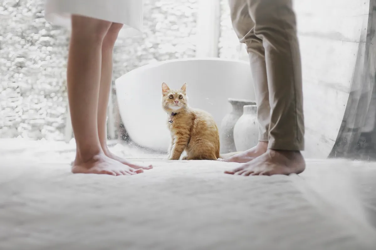 adorable adult animal barefoot blur cat close up couple 1554103