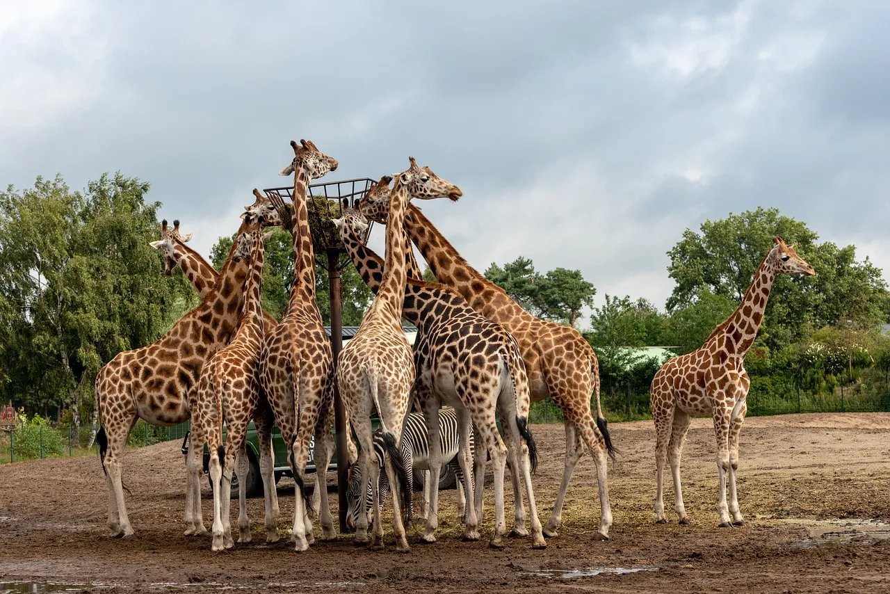 beekse bergen 4458760 1280