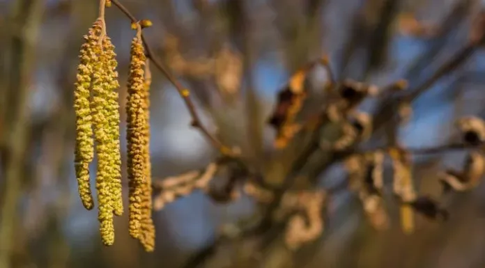 berkenpollen