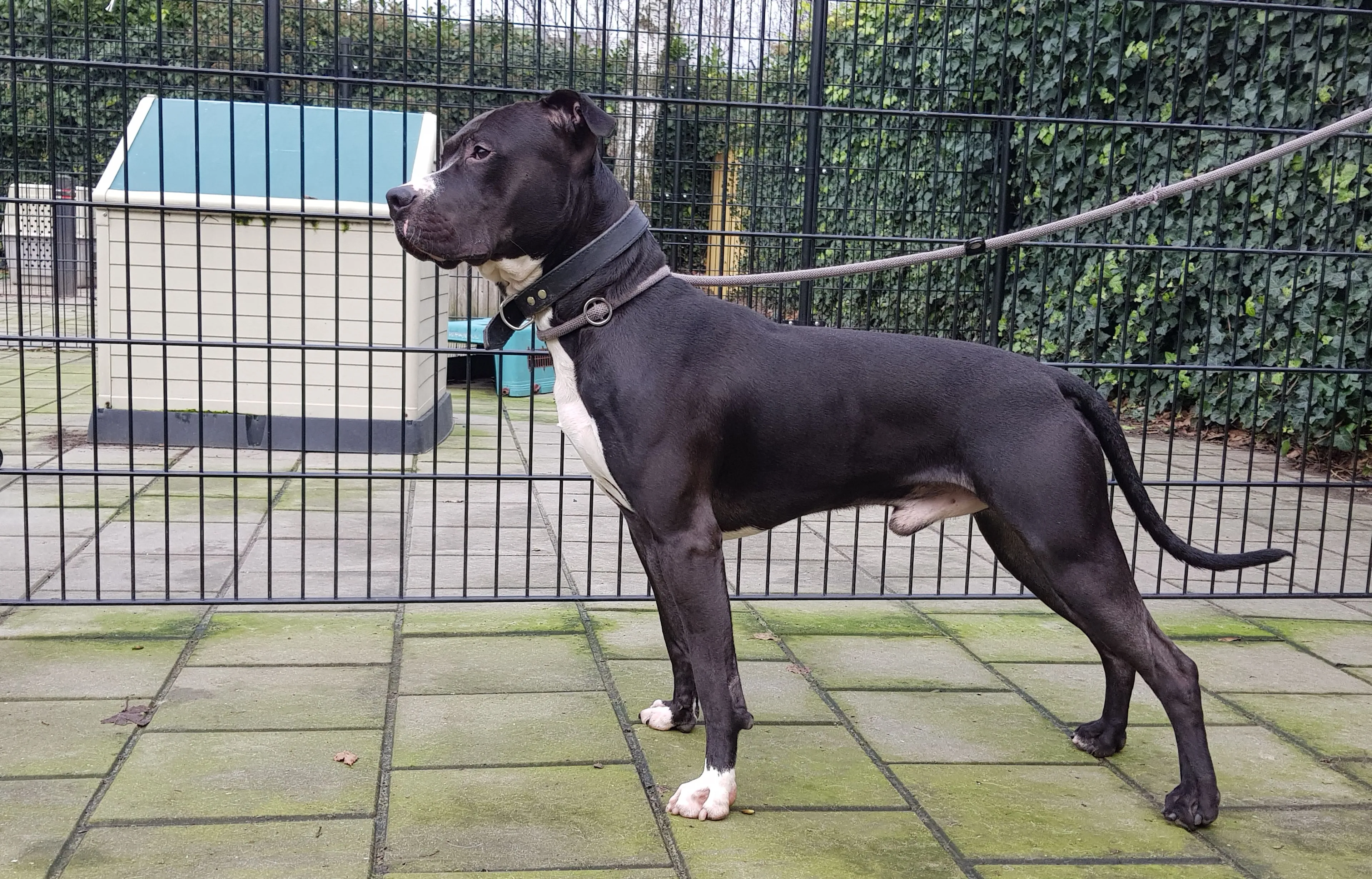 bullie