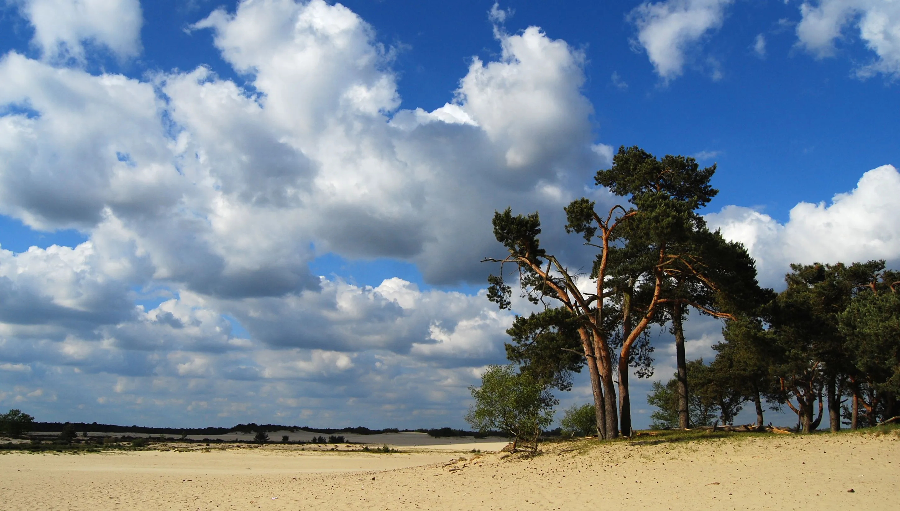 c nationaal park de loonse en drunense duinen karakteristiek landschap 23