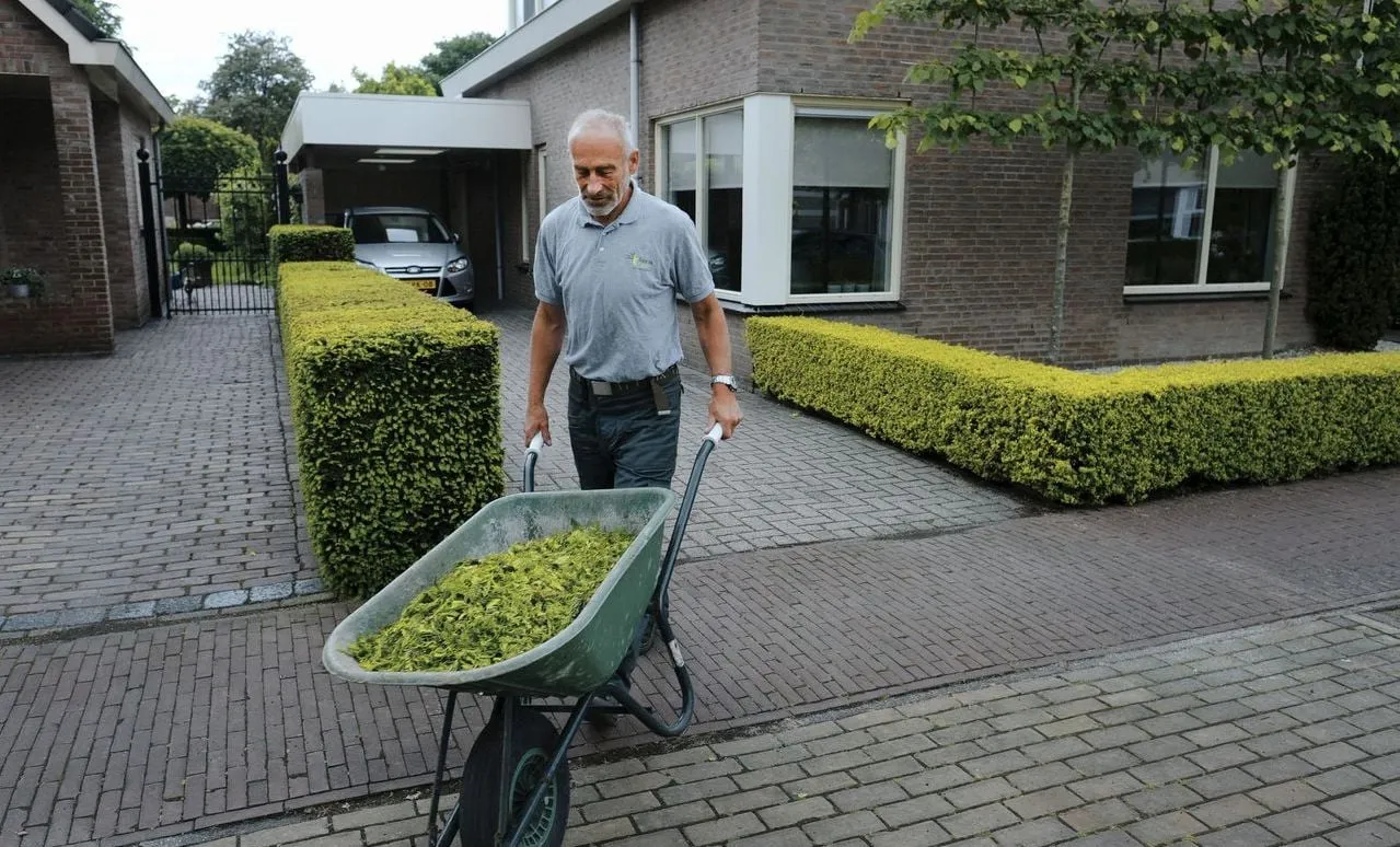 chauffeur met taxussnoeisel