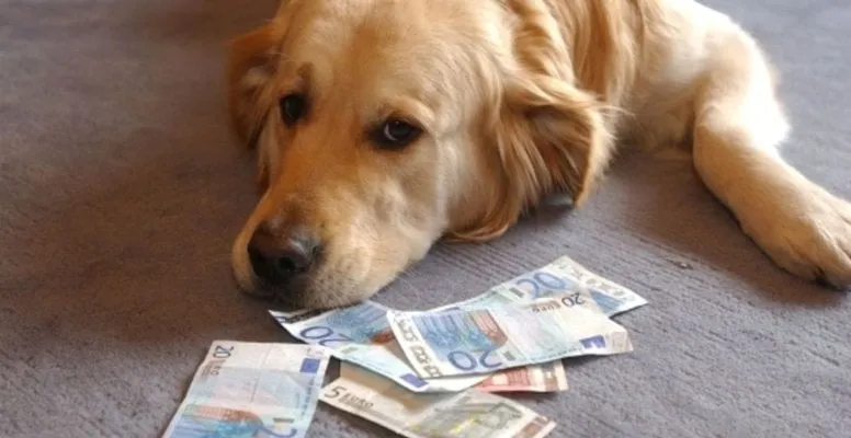 csm hondenbelasting 1 bc7737808f