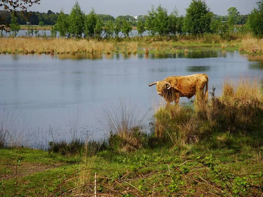 csm schotse hooglander aan het water a2253bbb28