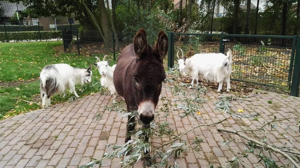 ezel en geiten dorpsboerderij