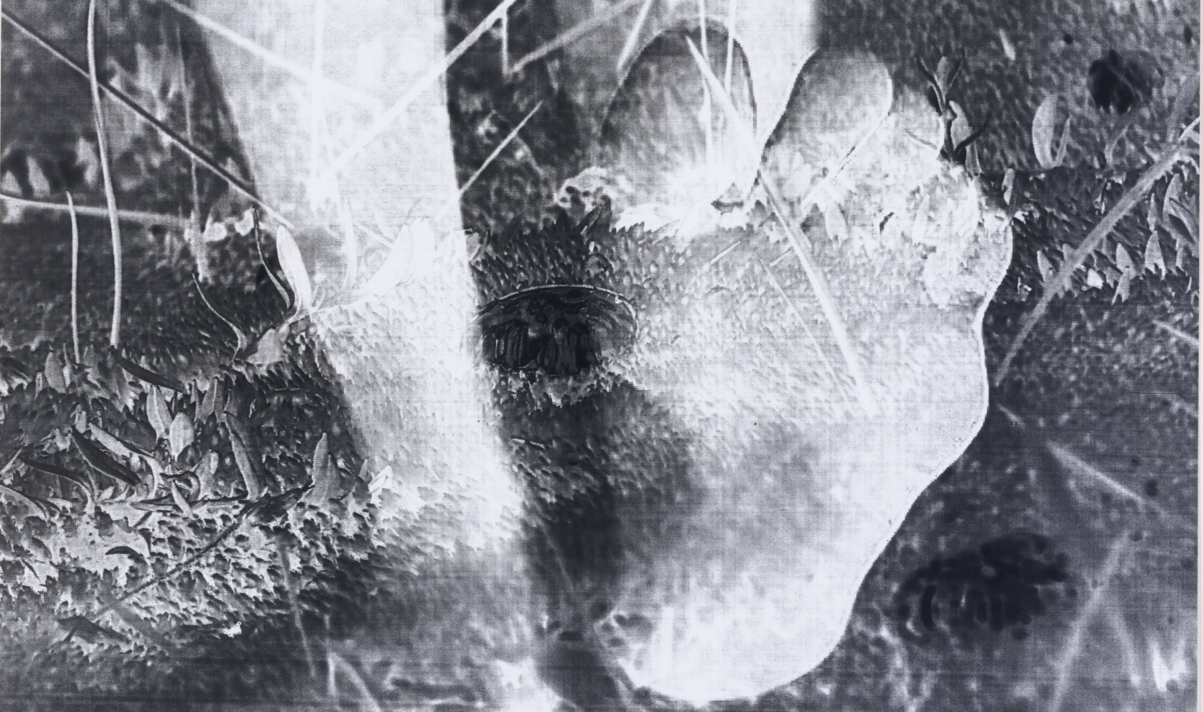 fotografiek 03 sarah van rossem