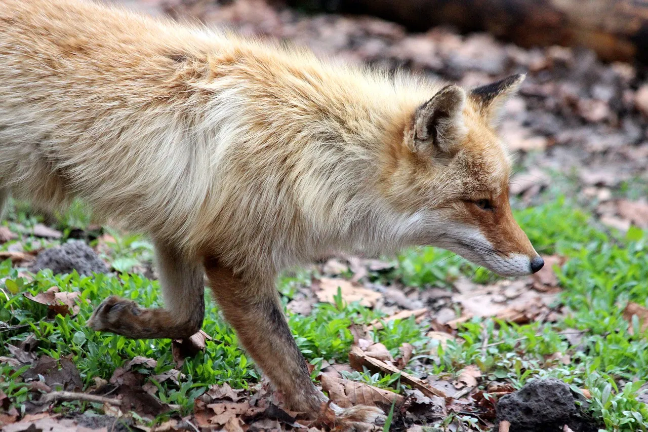 fox 3445814 1280