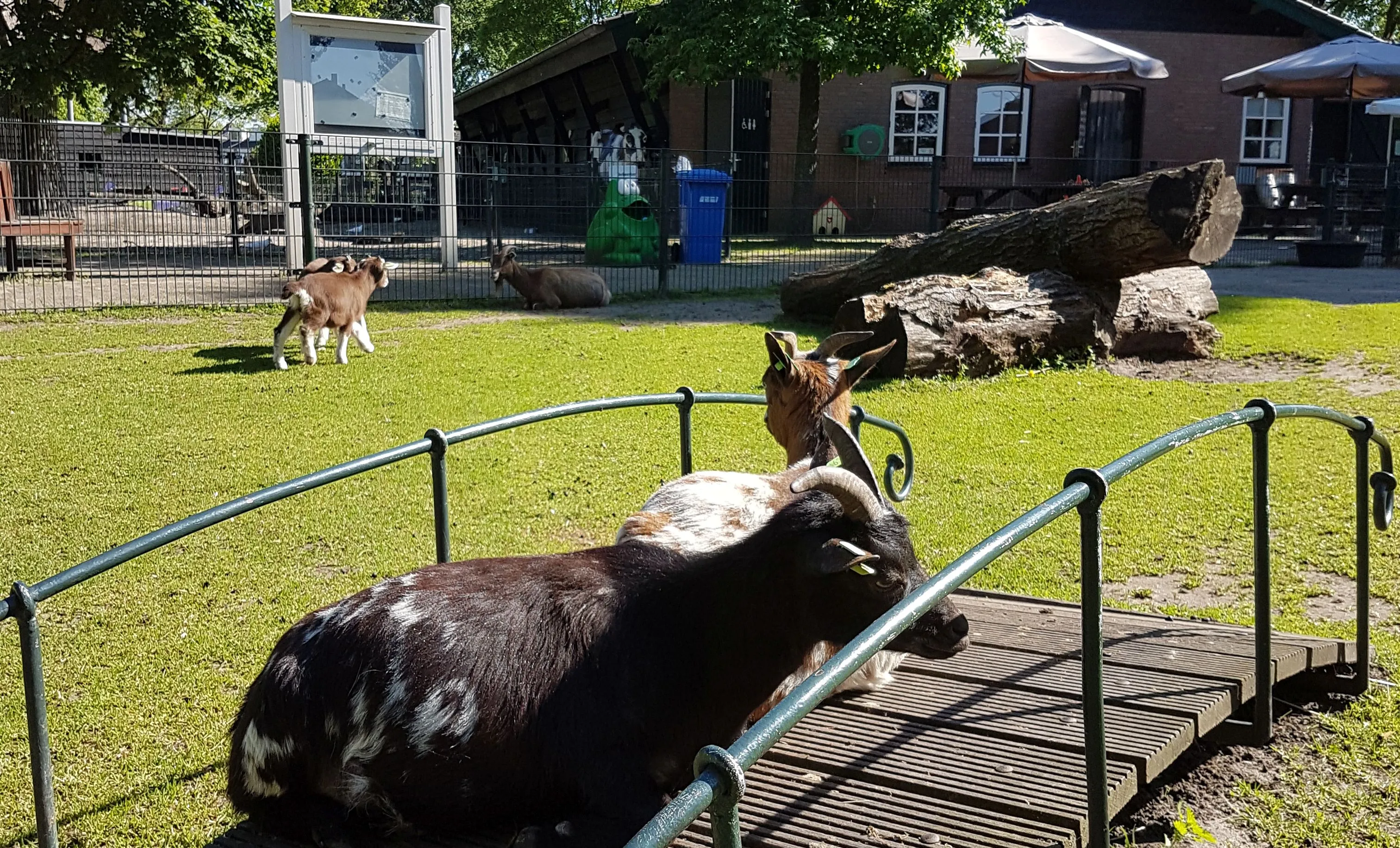 geitjes in de zon op de brug 1