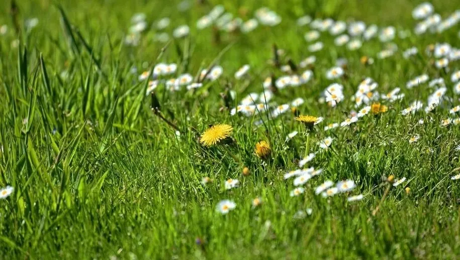 gras