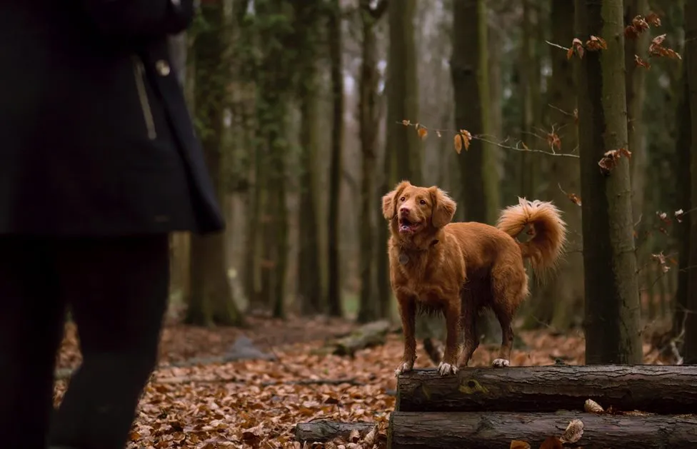 herfst bos tips 2 photo by jamie street on unsplash