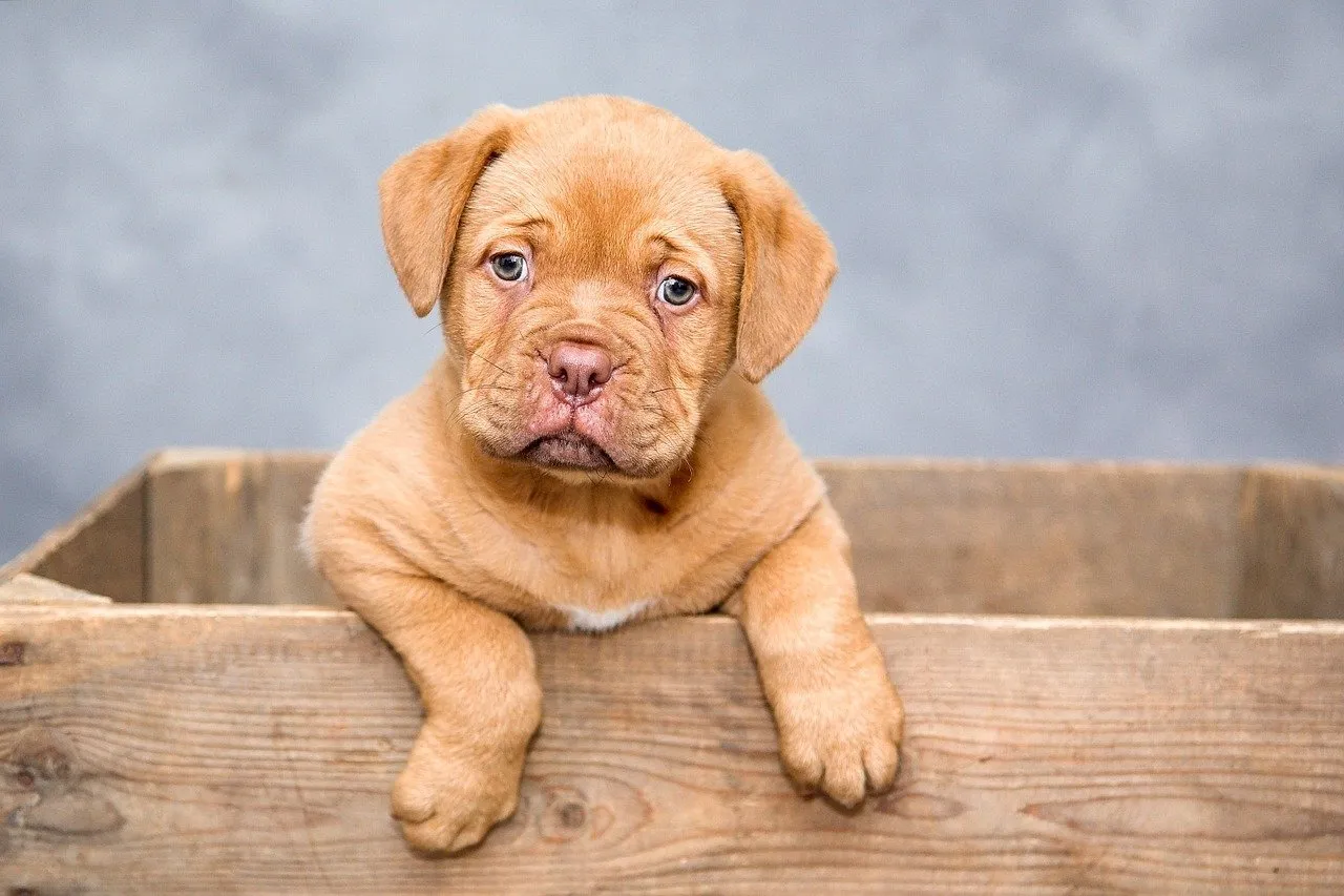 hond