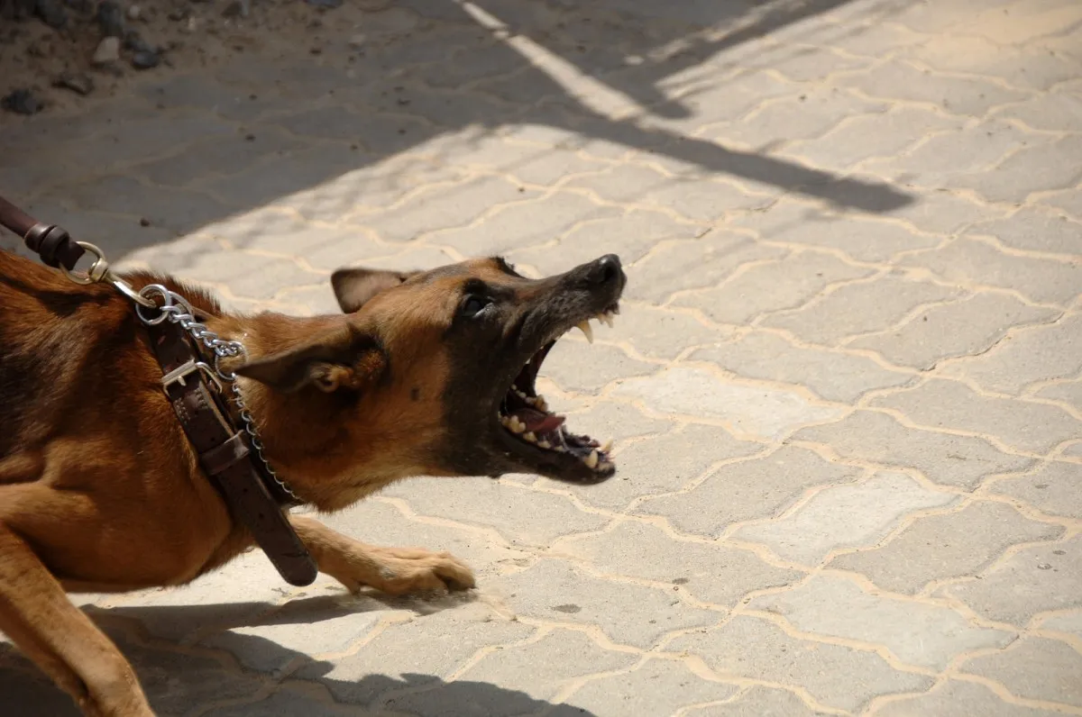 hond
