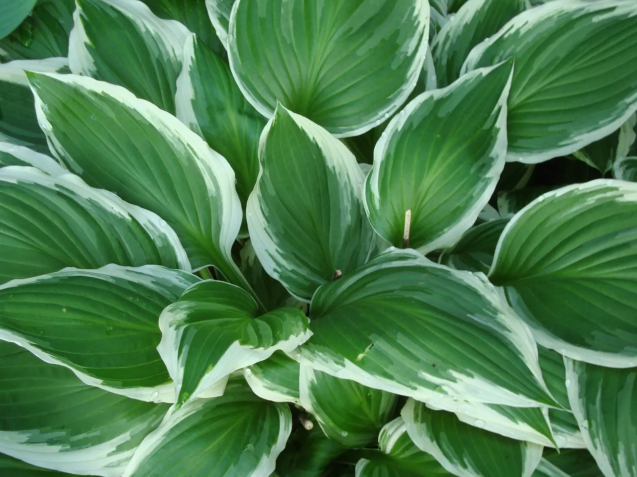 hosta