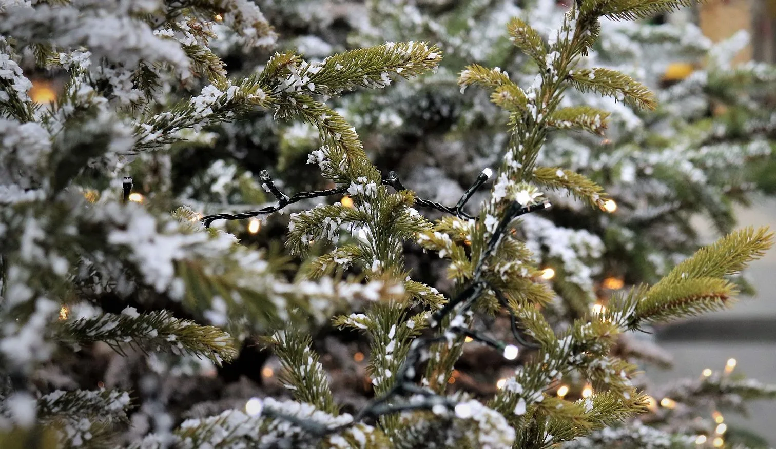 kerstboom