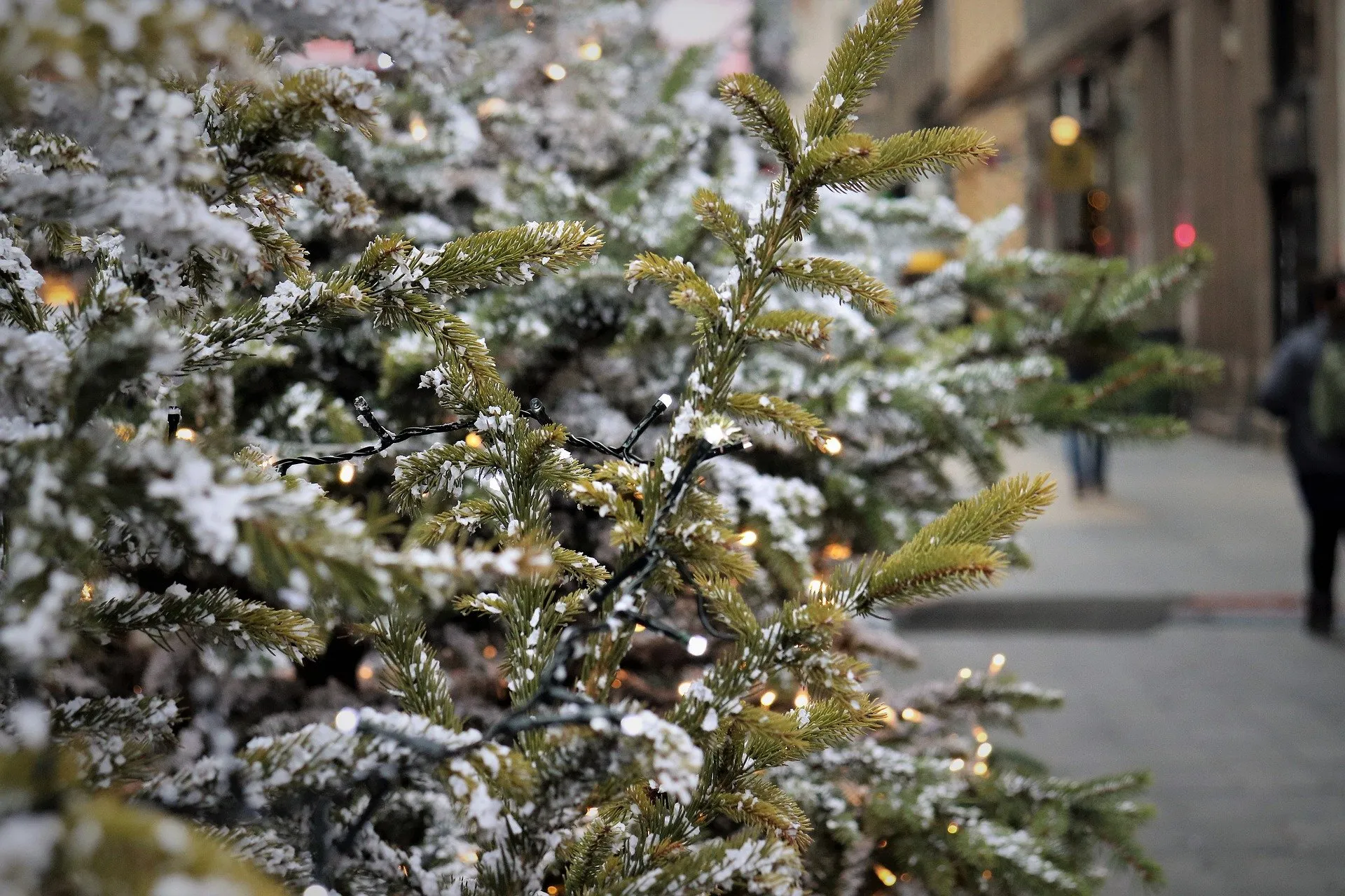 kerstboom