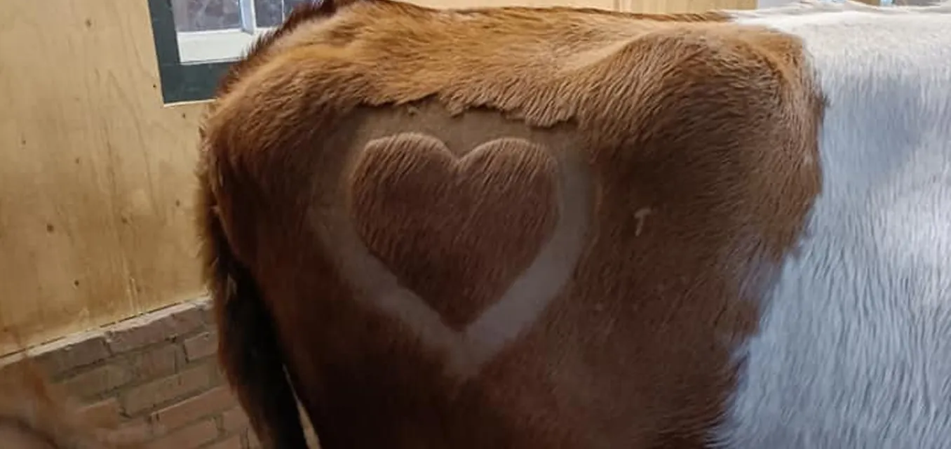 kop suske hartje