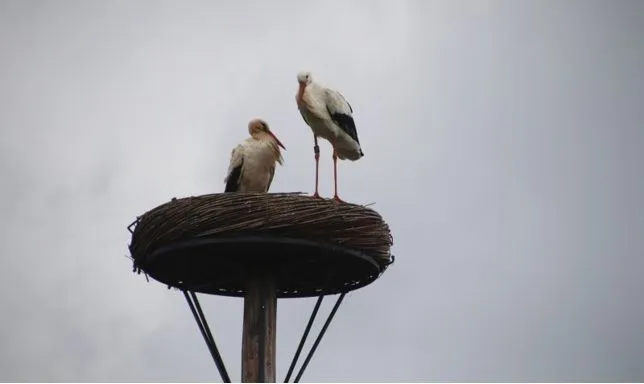 ooievaar3