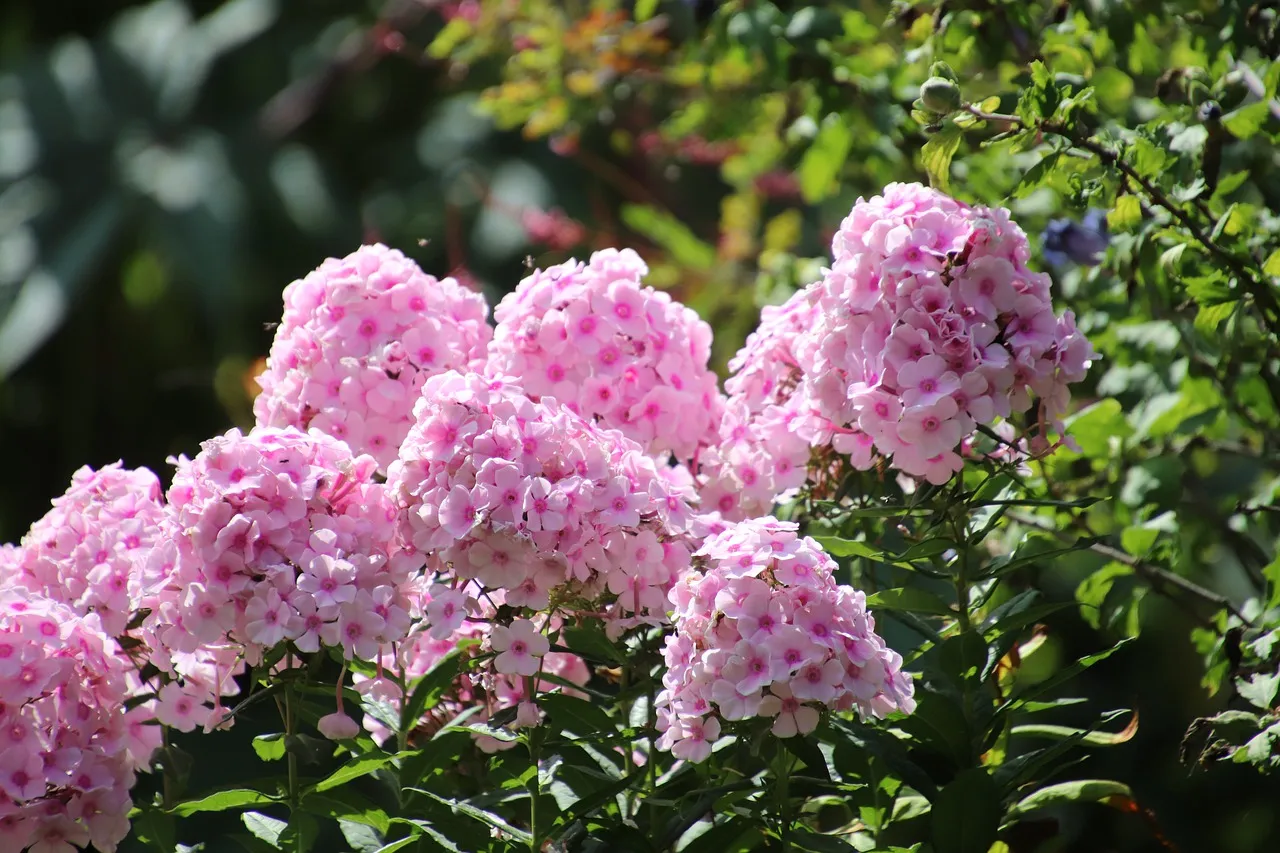 phlox 4456829 1280