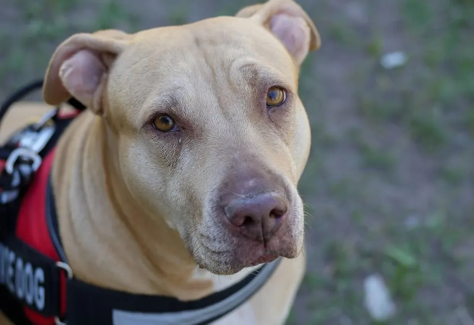 pit bull 1872873 960 720