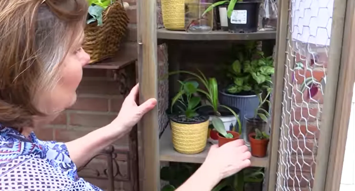 plantyes