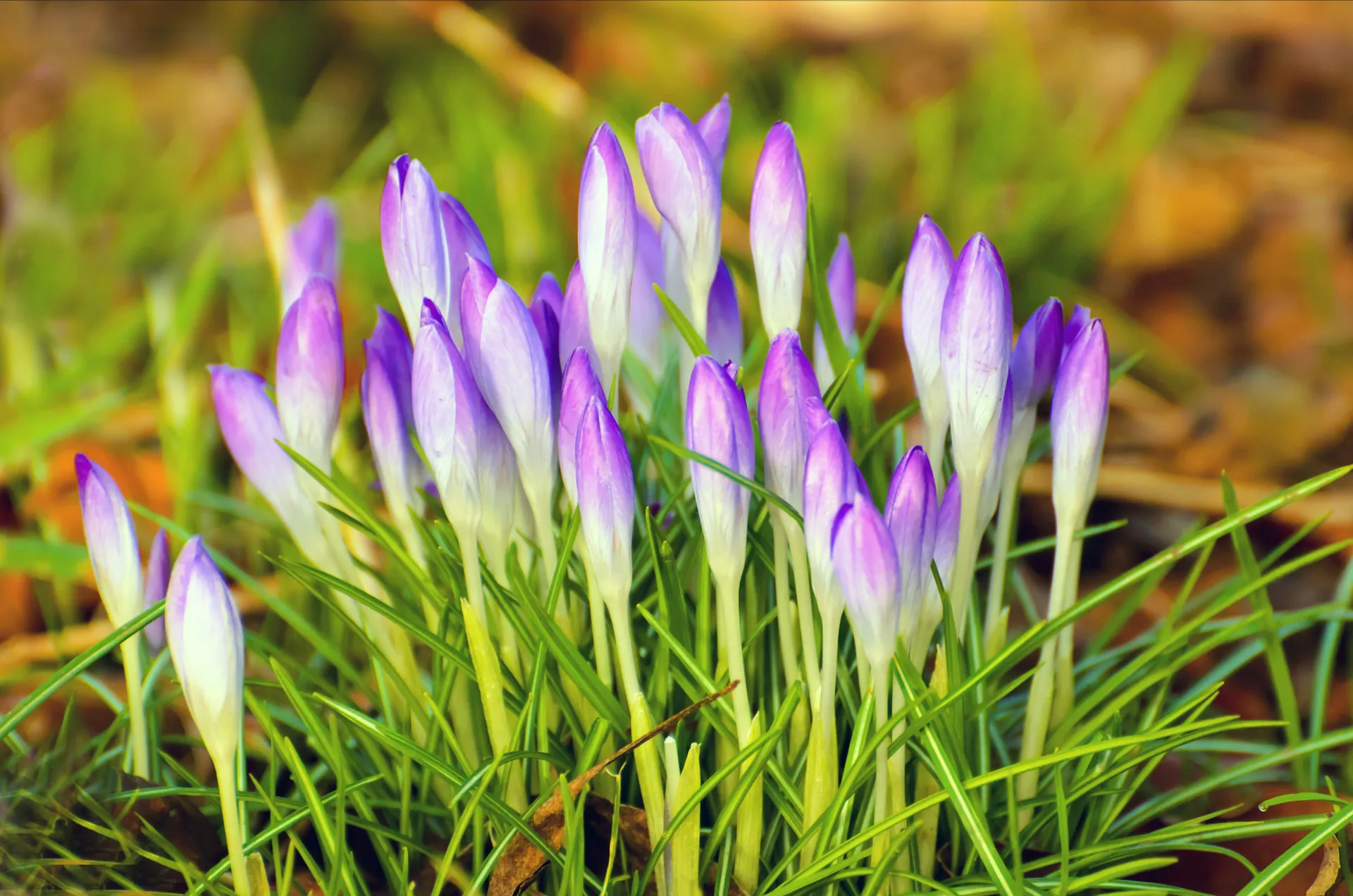 purple spring flowers