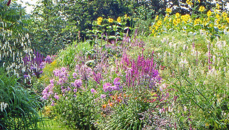 screenshot 20200805 120040 915x518