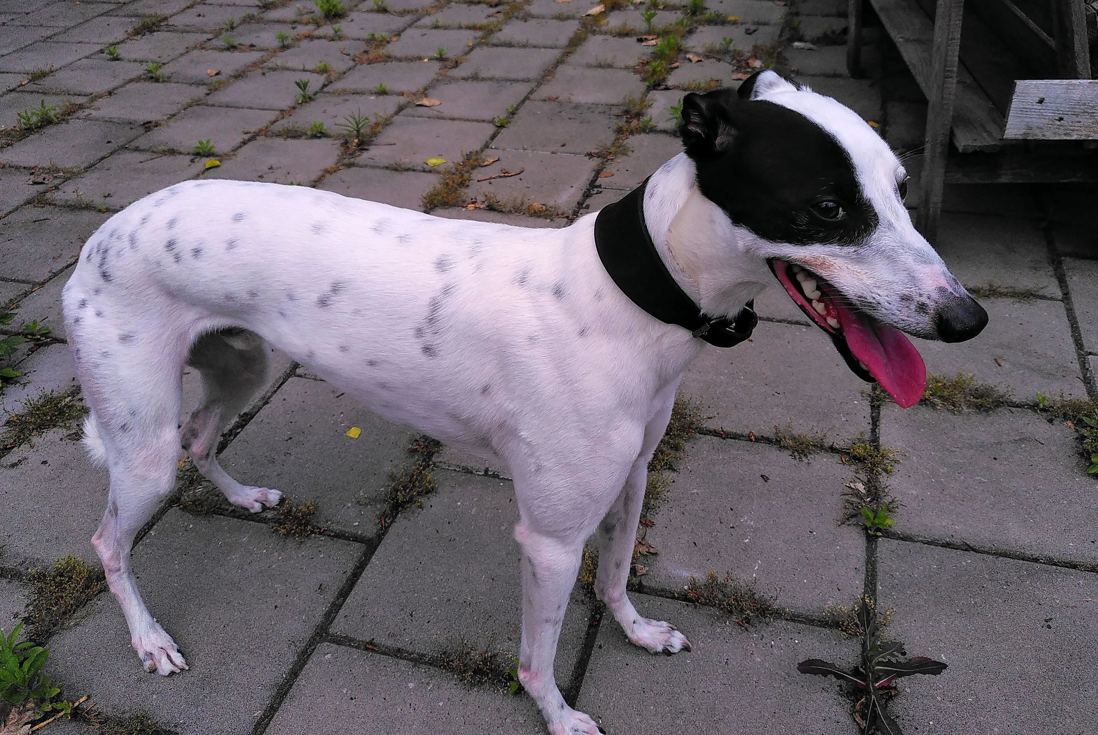semmy