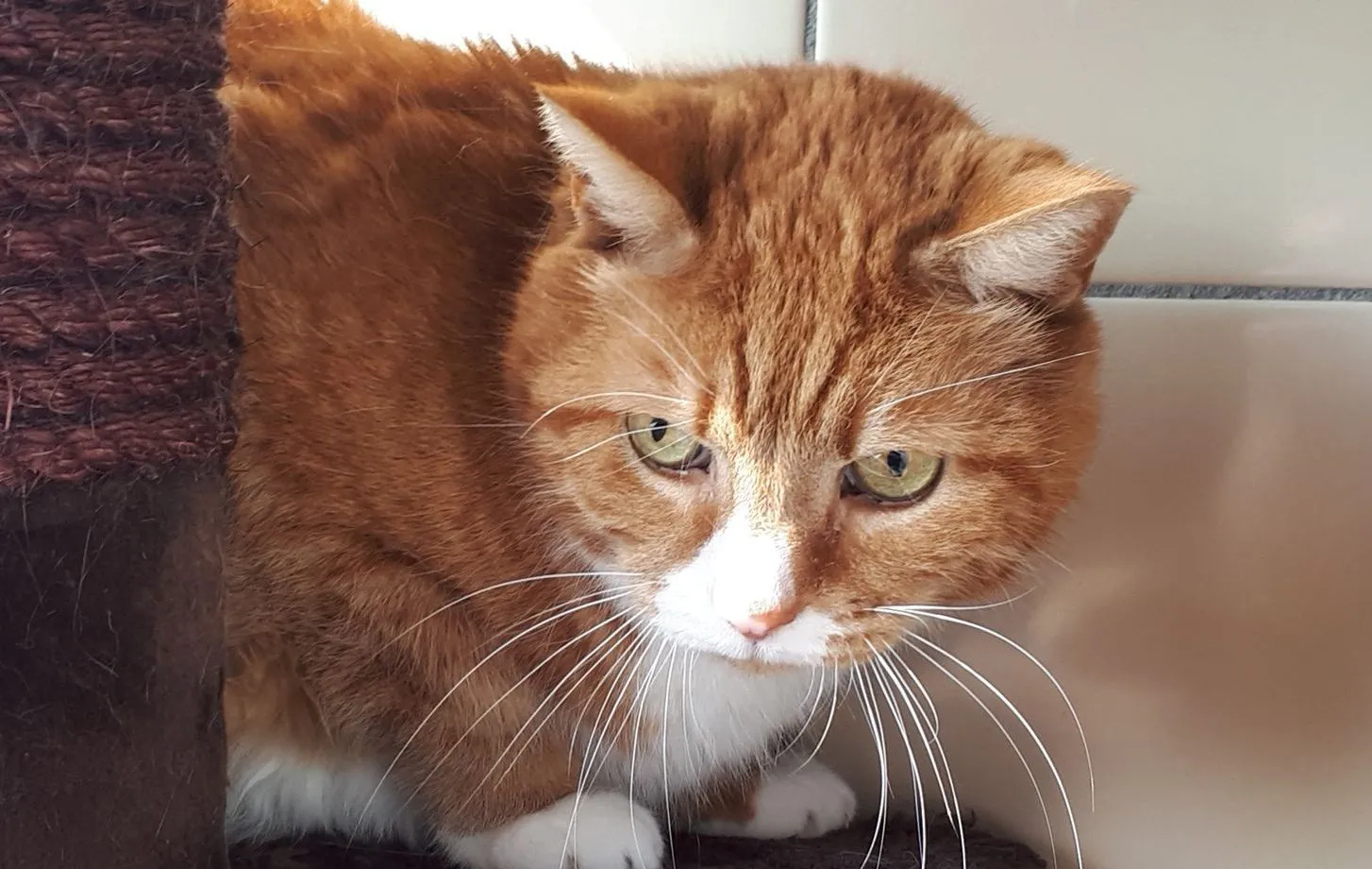 tijger